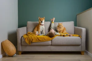 Perro y gato en casa protegidos con seguro de mascotas en Tenerife